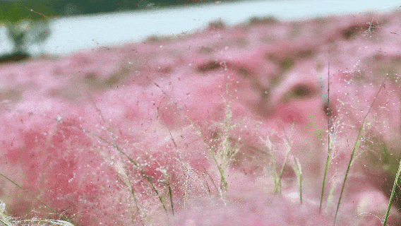 河南，被圈“粉”了！