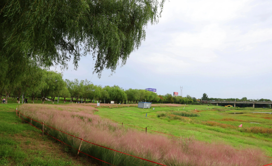 河南，被圈“粉”了！