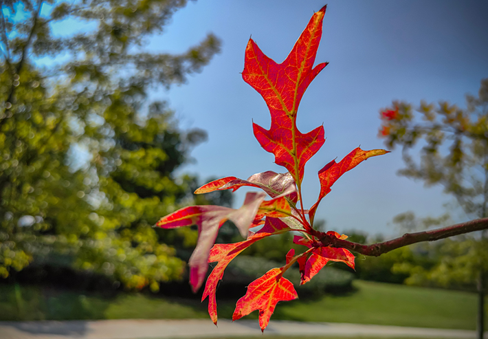 縣區動態 | 秋日晴光好 斑斕入畫來