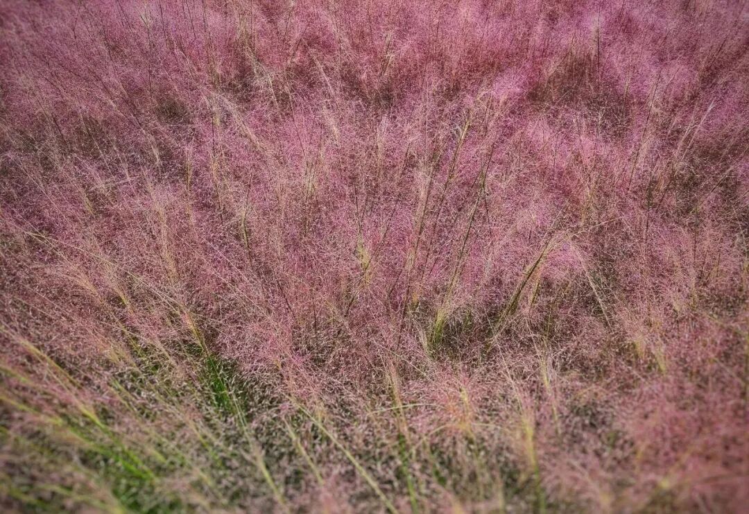 河南，被圈“粉”了！