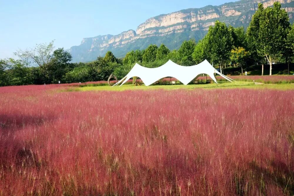 河南，被圈“粉”了！