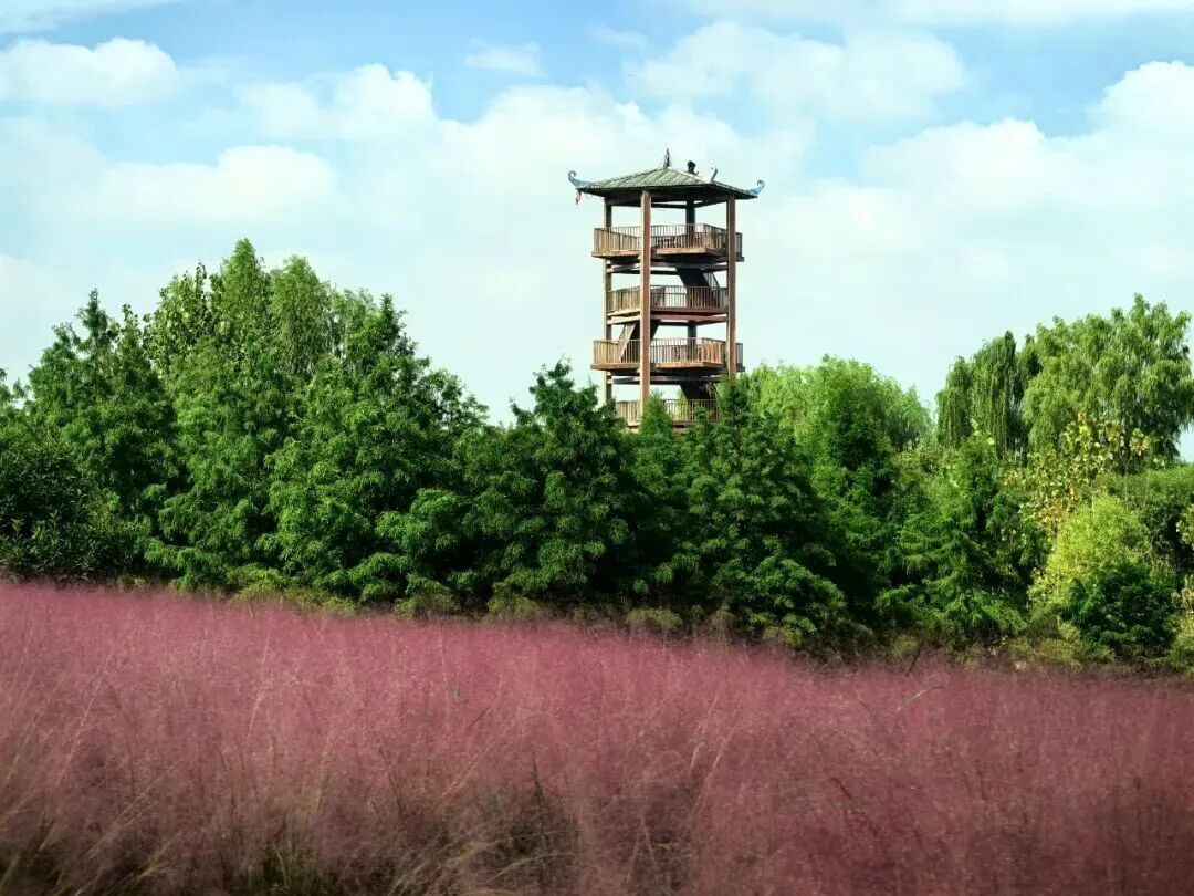 河南，被圈“粉”了！