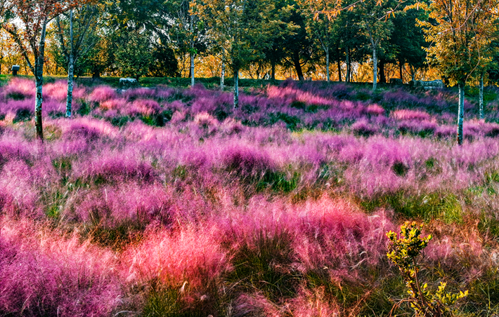 河南，被圈“粉”了！