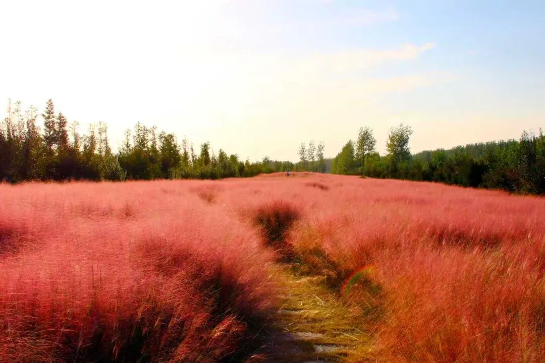 河南，被圈“粉”了！