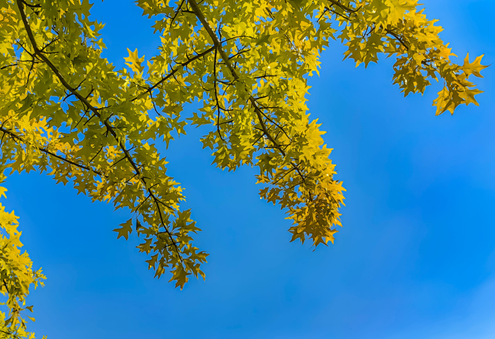 縣區動態 | 秋日晴光好 斑斕入畫來