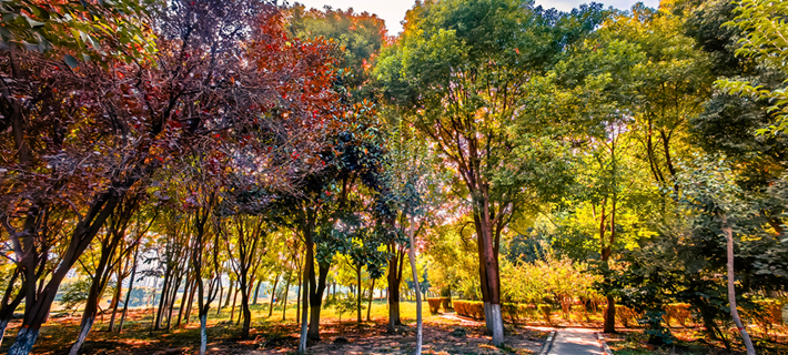 縣區動態 | 秋日晴光好 斑斕入畫來