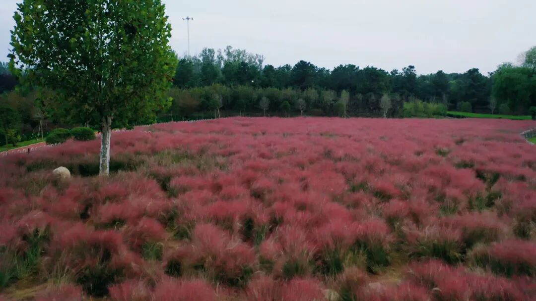 縣區動態 | 泌陽漢風公園，粉黛花開正當時