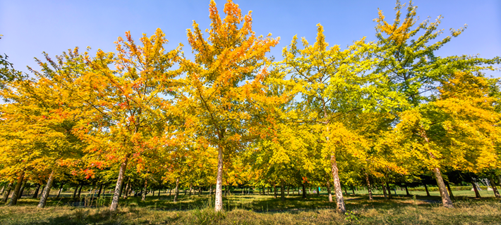 縣區動態 | 秋日晴光好 斑斕入畫來
