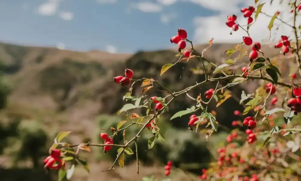 【天中非遺】上蔡重陽習(xí)俗