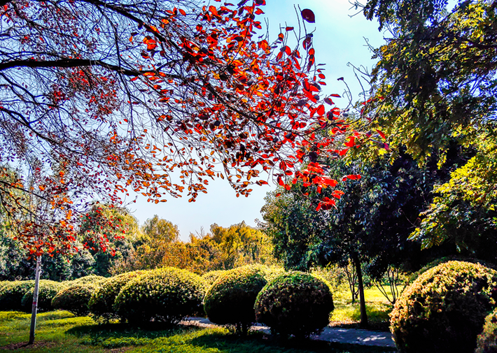 縣區動態 | 秋日晴光好 斑斕入畫來