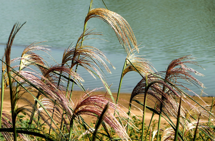 縣區動態 | 秋日晴光好 斑斕入畫來