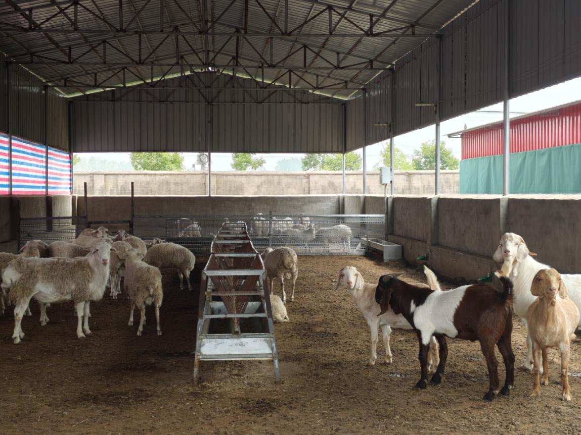 駐馬店市動物疫病防疫檢疫中心發布11月份動物疫病預警預報