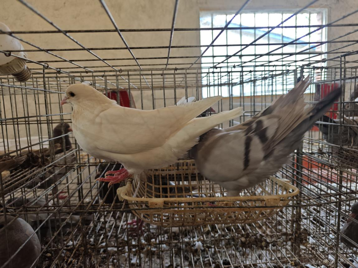 駐馬店市動物疫病防疫檢疫中心發布11月份動物疫病預警預報