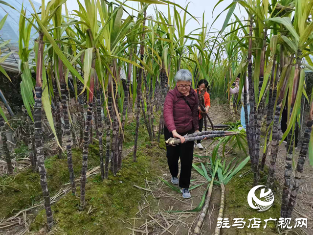 驛城區天中生態園甘蔗迎來豐收