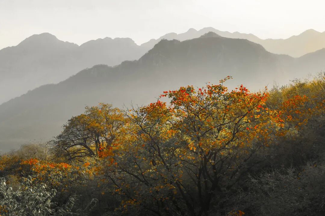 重磅！駐馬店秋日美景強勢上榜微博旅游推薦，這份賞秋指南請收好！
