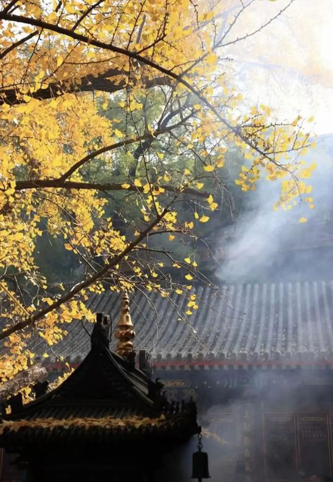 重磅！駐馬店秋日美景強勢上榜微博旅游推薦，這份賞秋指南請收好！