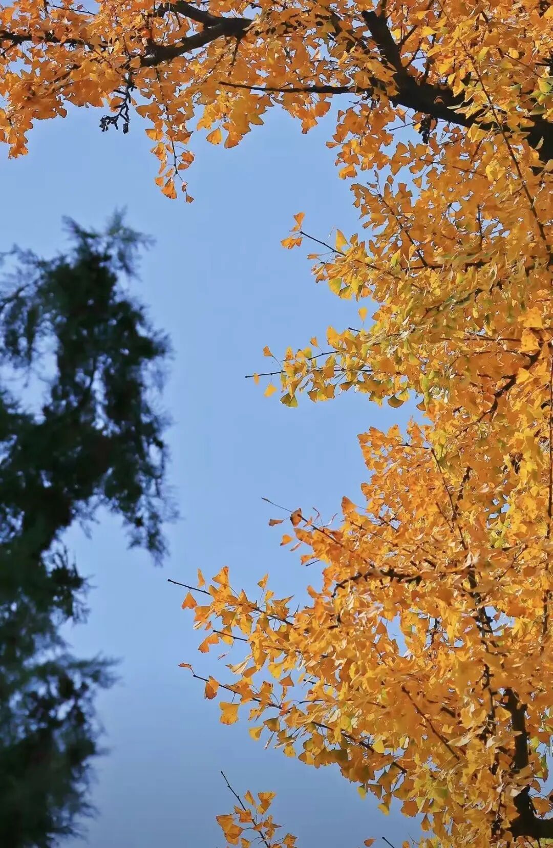 重磅！駐馬店秋日美景強勢上榜微博旅游推薦，這份賞秋指南請收好！