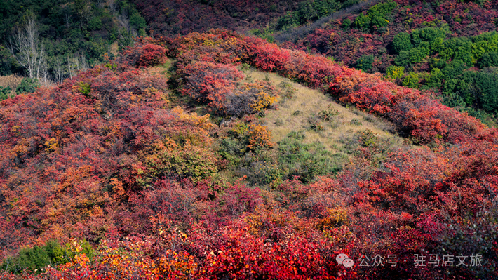 重磅！駐馬店秋日美景強勢上榜微博旅游推薦，這份賞秋指南請收好！