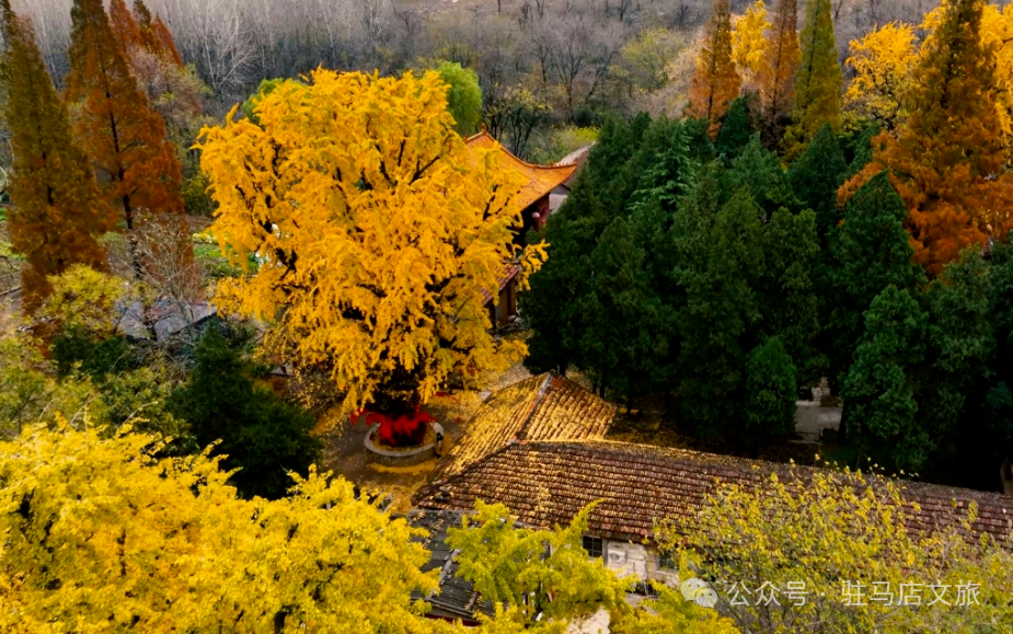 重磅！駐馬店秋日美景強勢上榜微博旅游推薦，這份賞秋指南請收好！