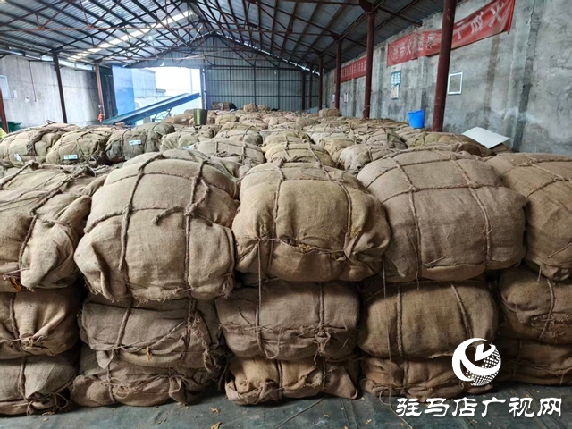 泌陽縣郭集鎮:圓滿完成2025年煙葉收購工作