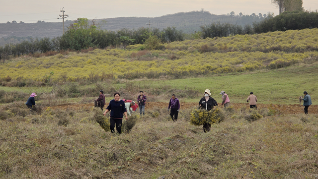 菊香溢鄉(xiāng)野！確山縣瓦崗鎮(zhèn)葉老莊野菊迎來采收旺季