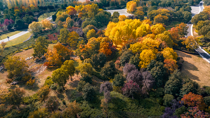 錦繡斑斕醉秋光