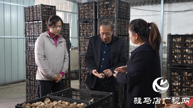 新華社河南分社到泌陽縣調研采訪夏南牛、食用菌和電子信息三大重點產業