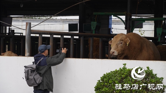 新華社河南分社到泌陽縣調研采訪夏南牛、食用菌和電子信息三大重點產業