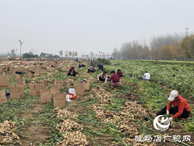 平輿樂耕農業：全力搶收保歸倉 智能冷庫解農憂