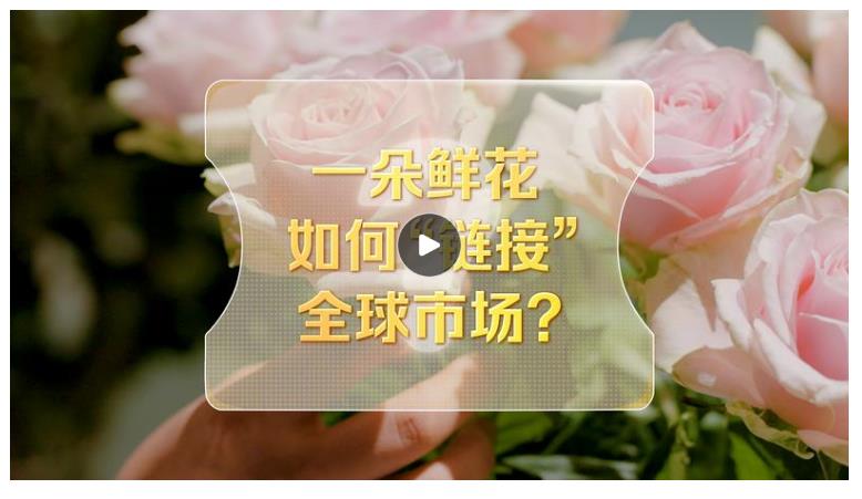 改革者 正青春｜一朵鮮花如何“鏈接”全球市場？