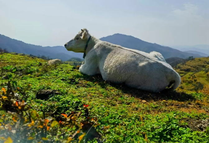 縣區動態 | 探秘白云山 “云上公路”，邂逅天中最美風光