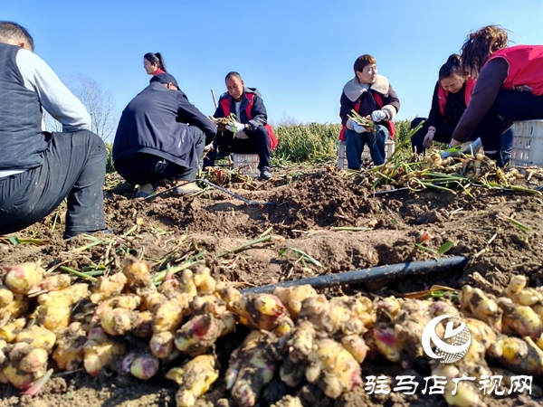供聚農心 銷連萬家 駐馬店新時尚火龍果超市聯合平輿新時尚超市愛心助農解滯銷難題