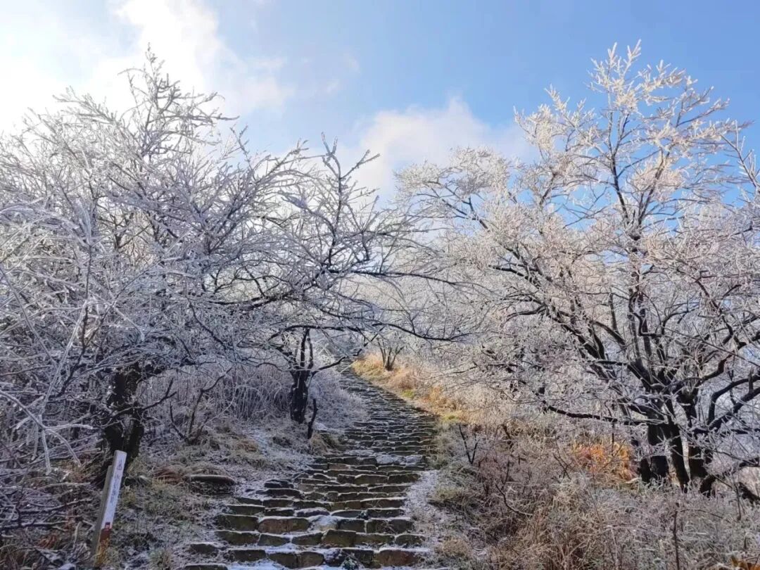 雪落天中!駐馬店初雪刷屏~這些絕美雪景,你都去看過嗎