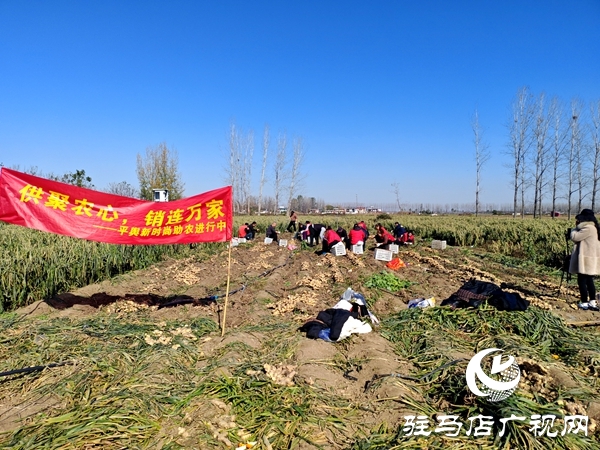 供聚農心 銷連萬家 駐馬店新時尚火龍果超市聯合平輿新時尚超市愛心助農解滯銷難題