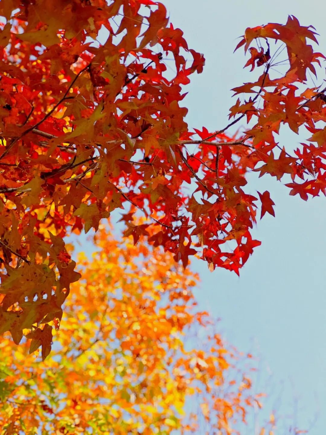 逃離城市計劃啟動→板橋響沖!