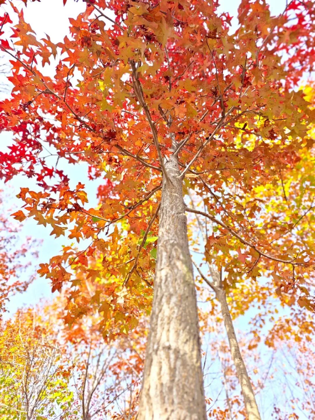 逃離城市計劃啟動→板橋響沖!