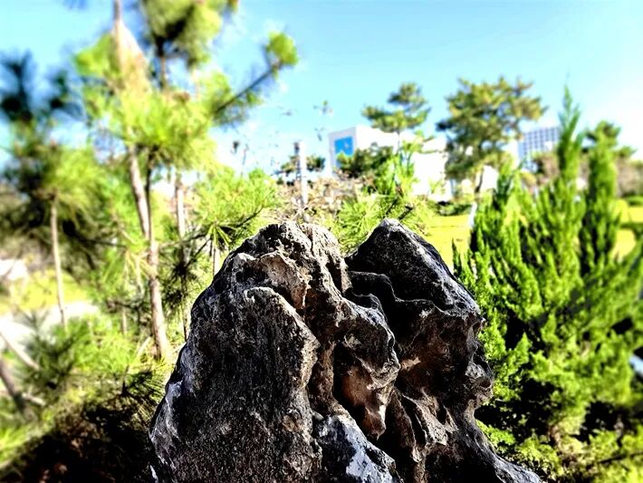 這個公園,初冬景致分外美