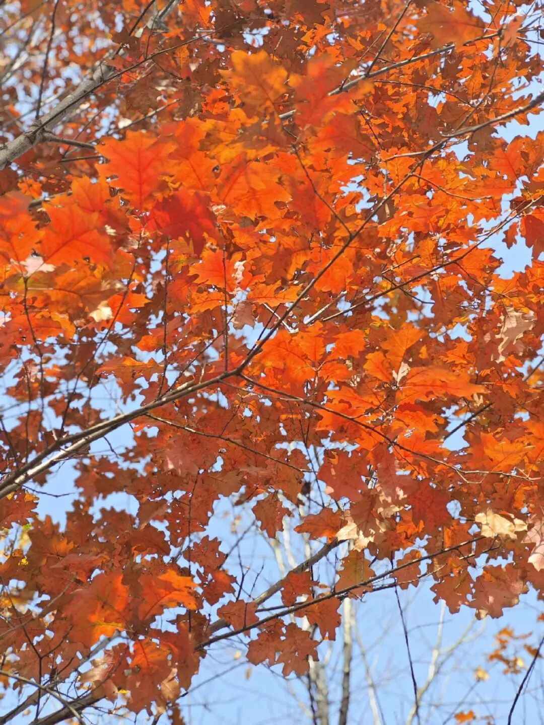 逃離城市計劃啟動→板橋響沖!