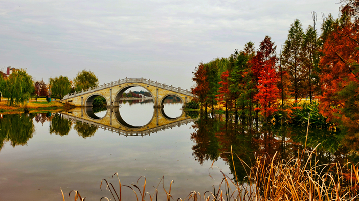 縣區(qū)動態(tài)|水杉披“紅裝” 晴光暖玉湖