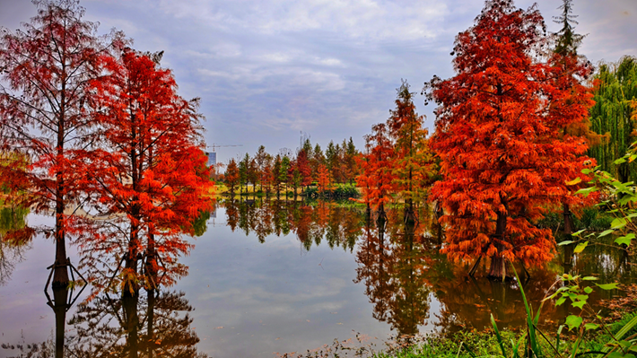 縣區(qū)動態(tài)|水杉披“紅裝” 晴光暖玉湖