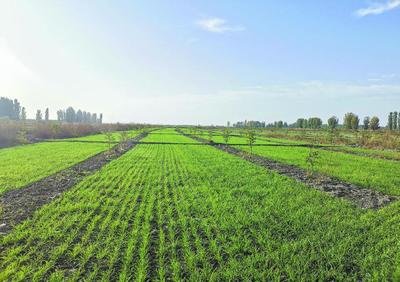 全國秋冬種接近尾聲 冬小麥播種已過九成半