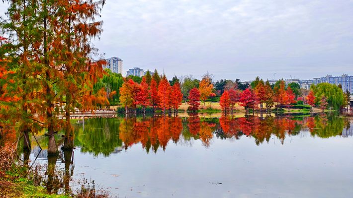 縣區(qū)動態(tài)|水杉披“紅裝” 晴光暖玉湖