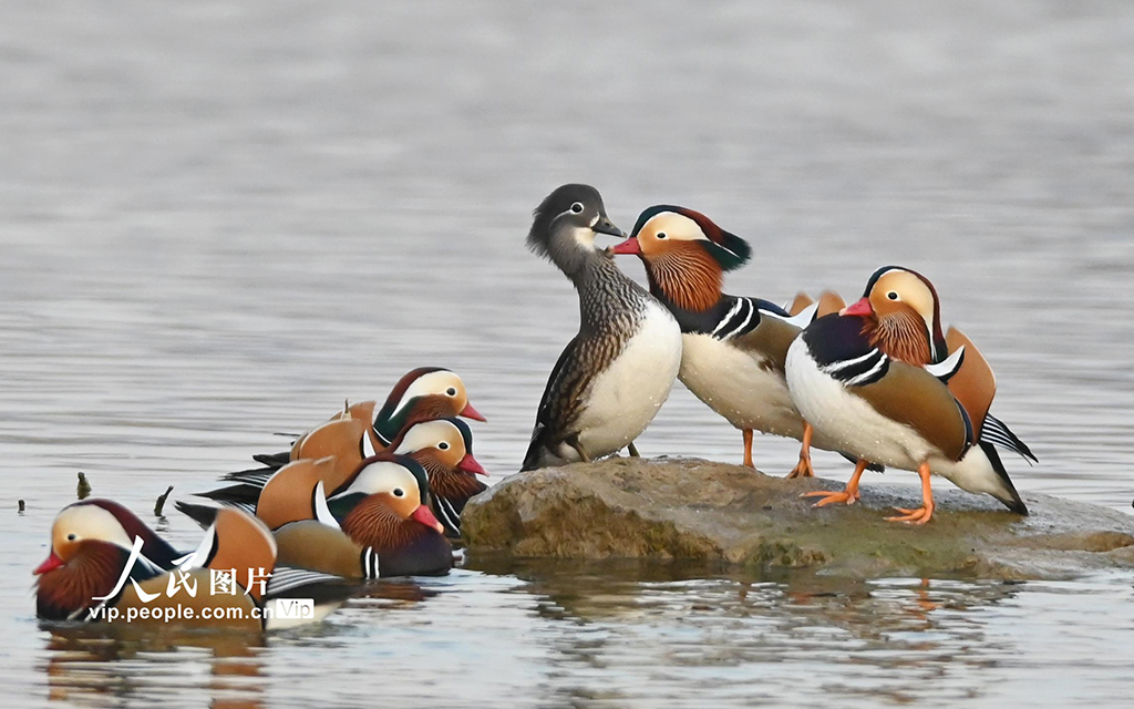 山東青州：鴛鴦戲水