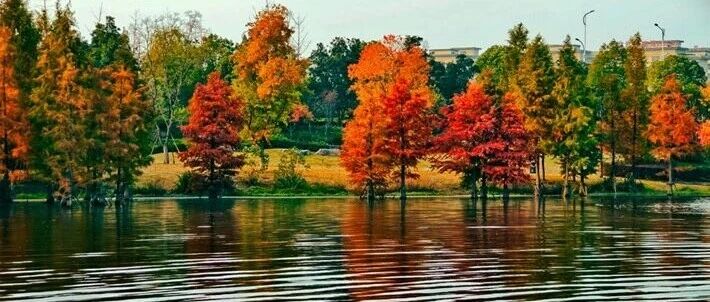 縣區(qū)動態(tài)|水杉披“紅裝” 晴光暖玉湖