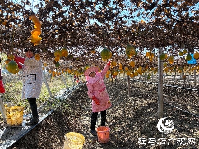 新蔡縣陳店鎮：千畝瓜蔞迎豐收 “黃金果”鋪就致富路