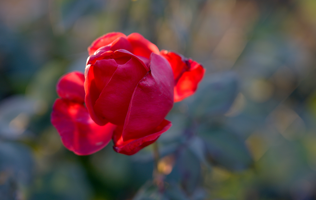 縣區(qū)動(dòng)態(tài) | 月季迎冬開 繁花送香來