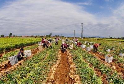 上蔡縣五龍鎮老李村：百畝生姜成村民致富“金疙瘩”