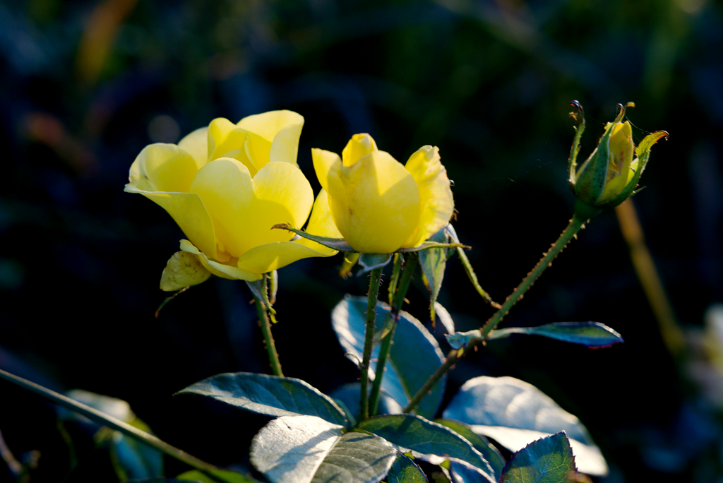 縣區(qū)動(dòng)態(tài) | 月季迎冬開 繁花送香來