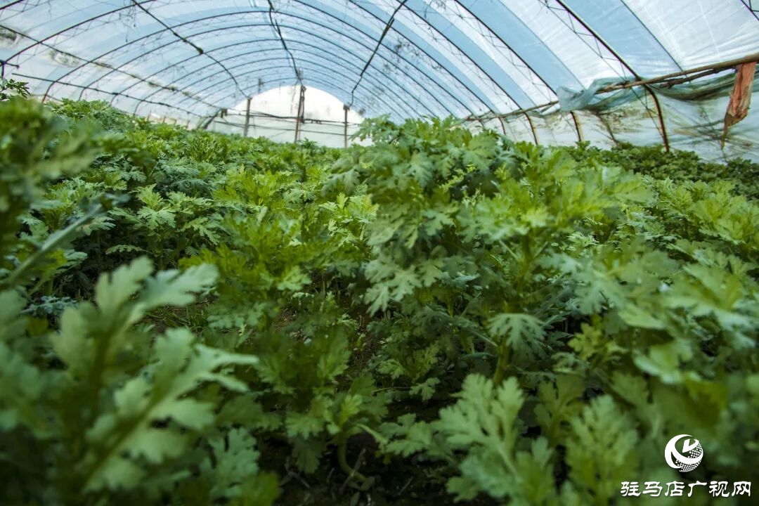 正陽縣清源街道吳紀(jì)偉：扎根鄉(xiāng)土 蹚出特色種植致富路