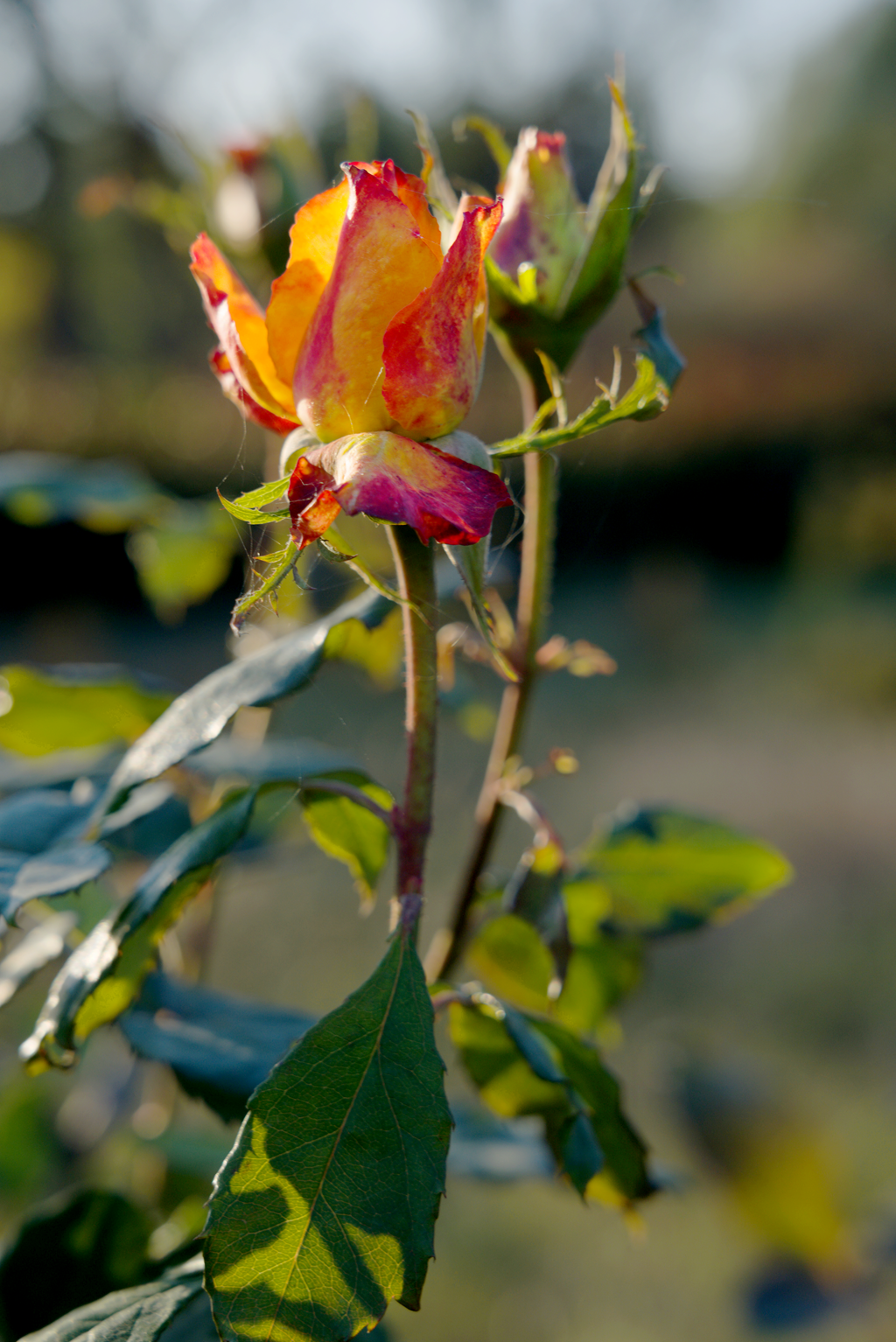 縣區(qū)動(dòng)態(tài) | 月季迎冬開 繁花送香來
